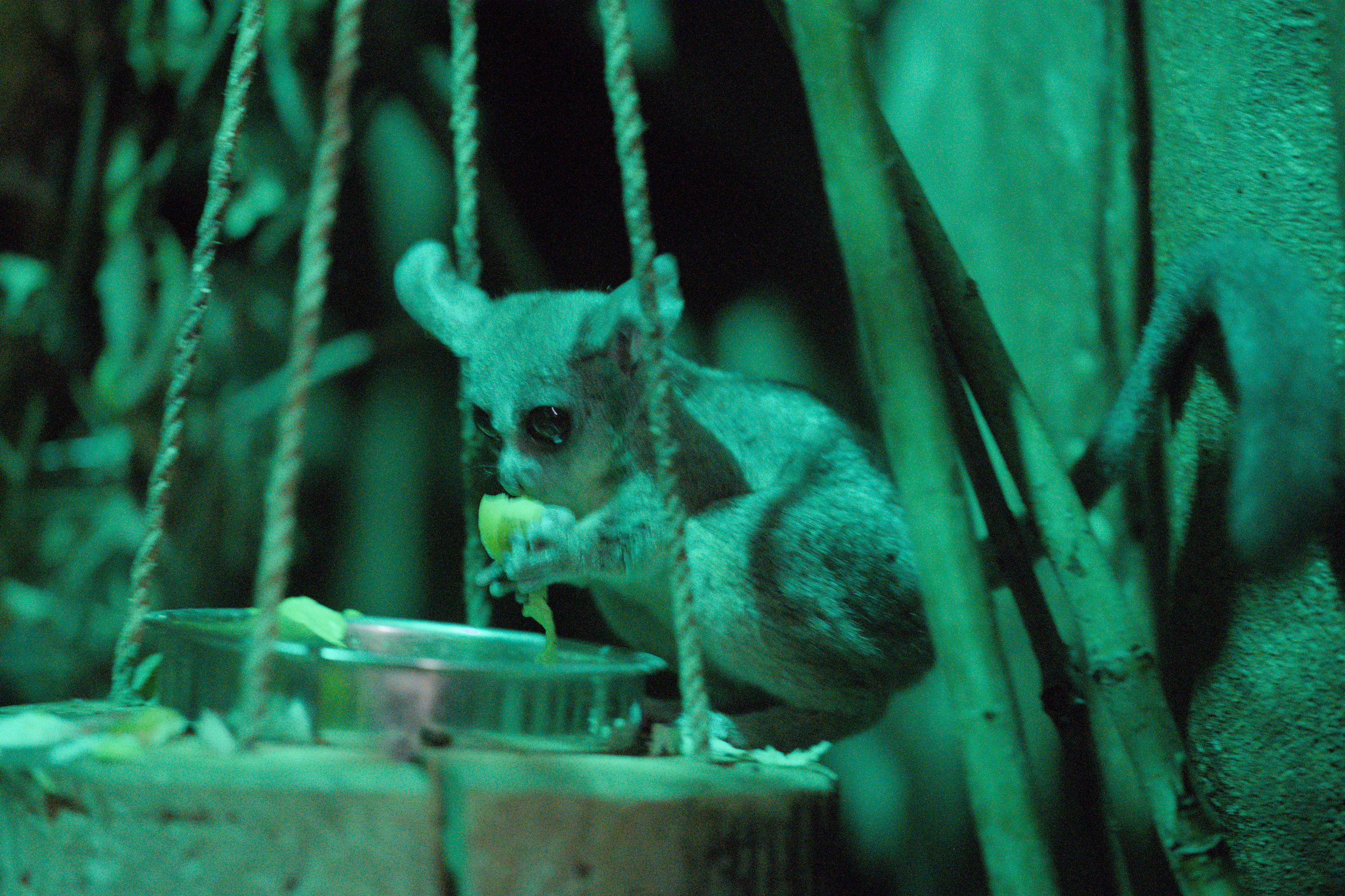 2025/10/12 - zoo/DSC_0291.jpg